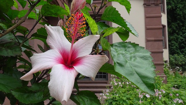 Free Flower Flower Wallpaper photo and picture