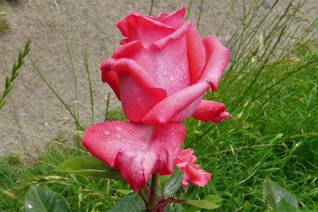 Free Flower Rose photo and picture