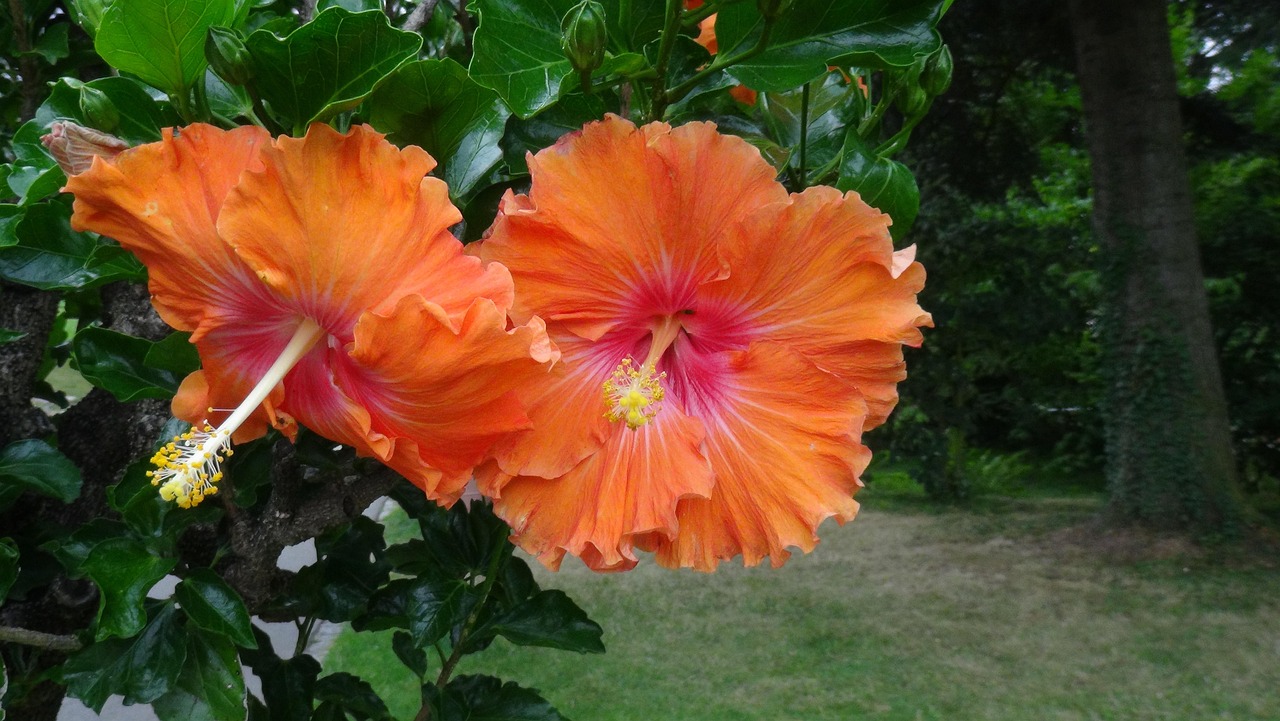 4,000+ Free Hibiscus & Nature Images - Pixabay