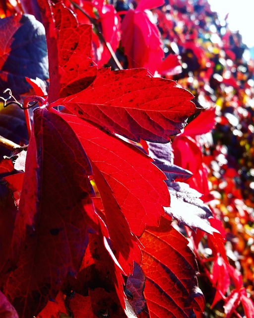 Free Autumn Beautiful Flowers photo and picture