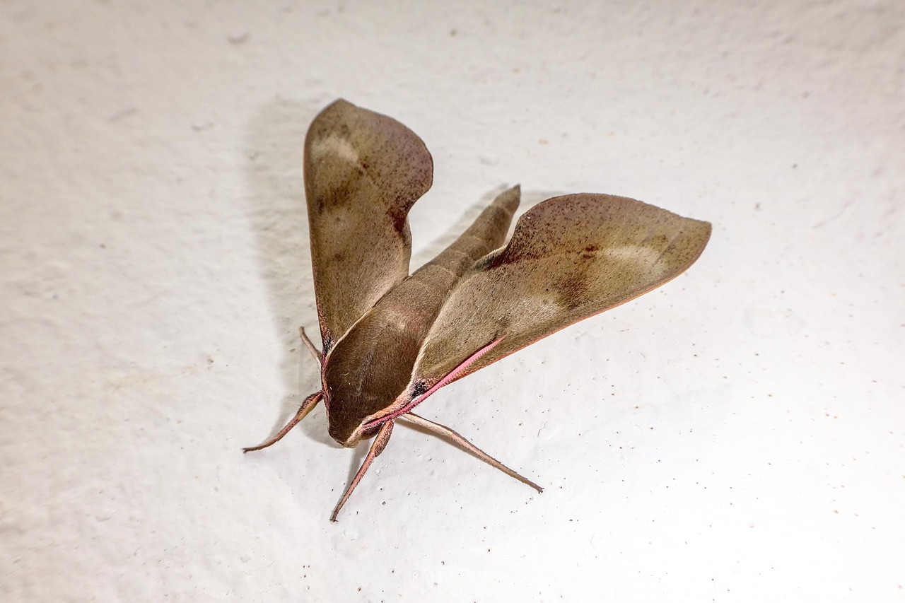 Moth Butterfly Insect Close - Free photo on Pixabay
