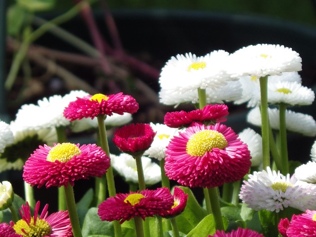 Free Flower Nature photo and picture