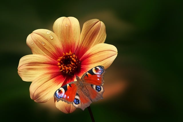Download free HD stock image of Flower Nature Free flower nature blossom illustration