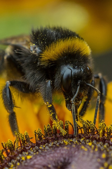 Sun Bee Insect Sunflower Bumblebee Insect - Free photo on Pixabay