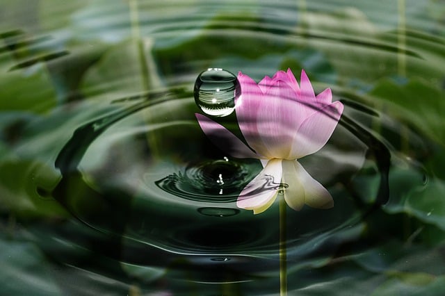 Free waterdrop waves blossom illustration