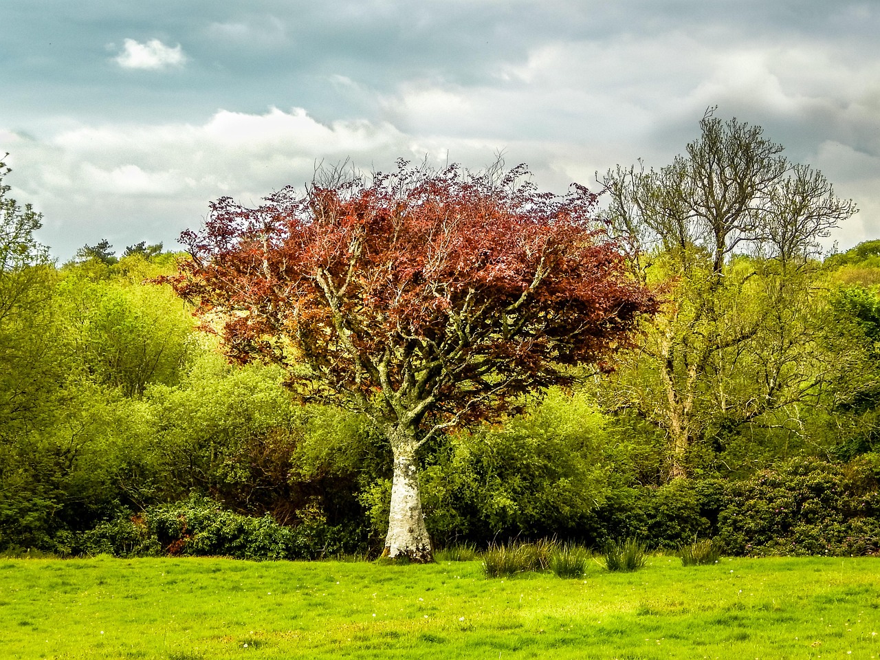 Tree Green Landscape Free photo on Pixabay Pixabay