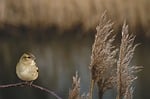 rush, bird, kinglet
