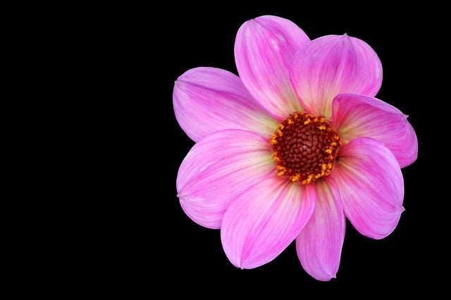 Free blossom bloom flower illustration