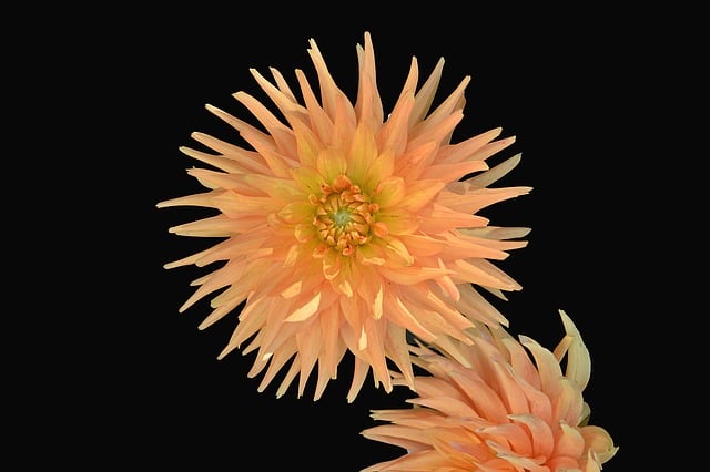 Free flower nature chrysanthemum illustration