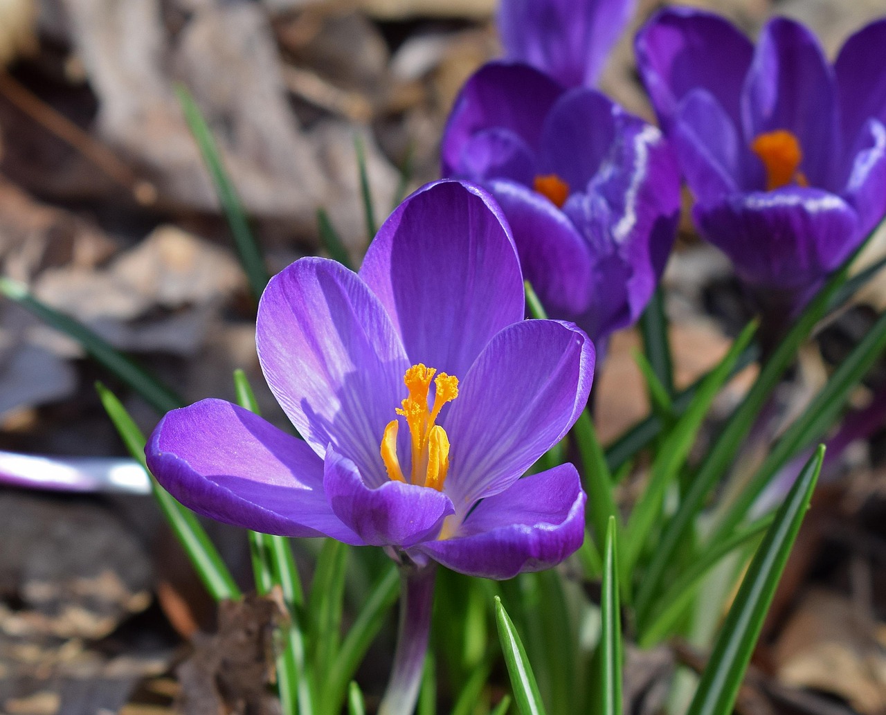 crocus, flower, beautiful flowers, blossom, bloom, garden, plant, nature, flower background, purple, spring, bulb, flower wallpaper, perennial