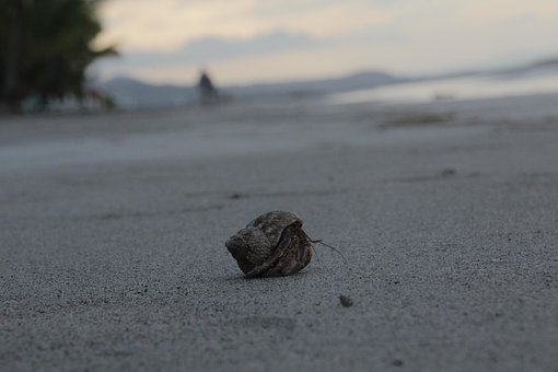 Free Cancer Hermit Crab photo and picture