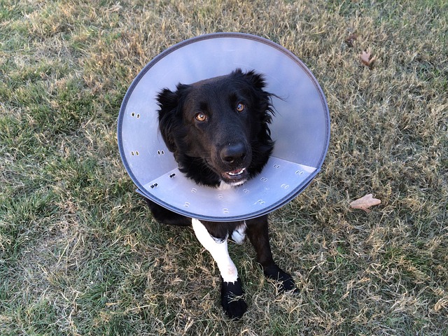 cone of shame, puppy, animal, canine, cone, cute, dog, pet, small, vet, black, care, carrying, checkup, clinic, doctor, e-collar, elizabethan, examination, medicine, owner, leg, operation, patient, veterinary, veterinarian, ill, sick, vet, vet, vet, vet, veterinary, veterinary, veterinarian, veterinarian, veterinarian, veterinarian, veterinarian