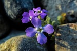 matthiola tricuspidata, wildflower, purple