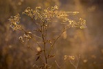 indian summer, spider web, autumn