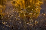 indian summer, spider web, autumn