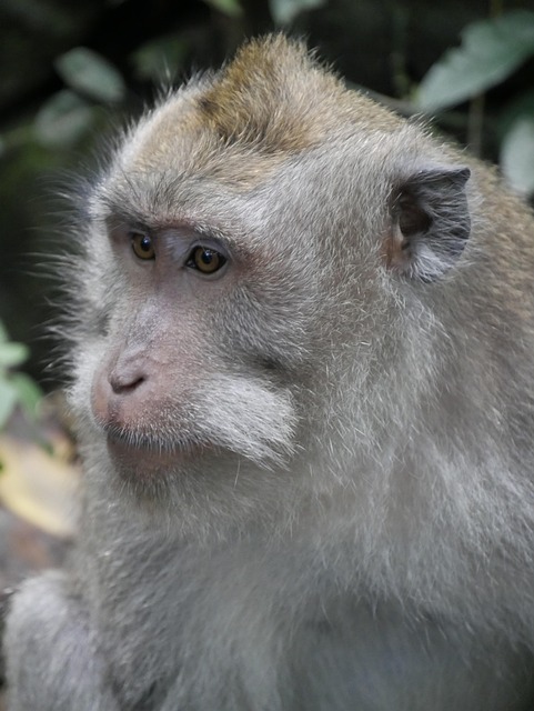 Free Bali Asia photo and picture