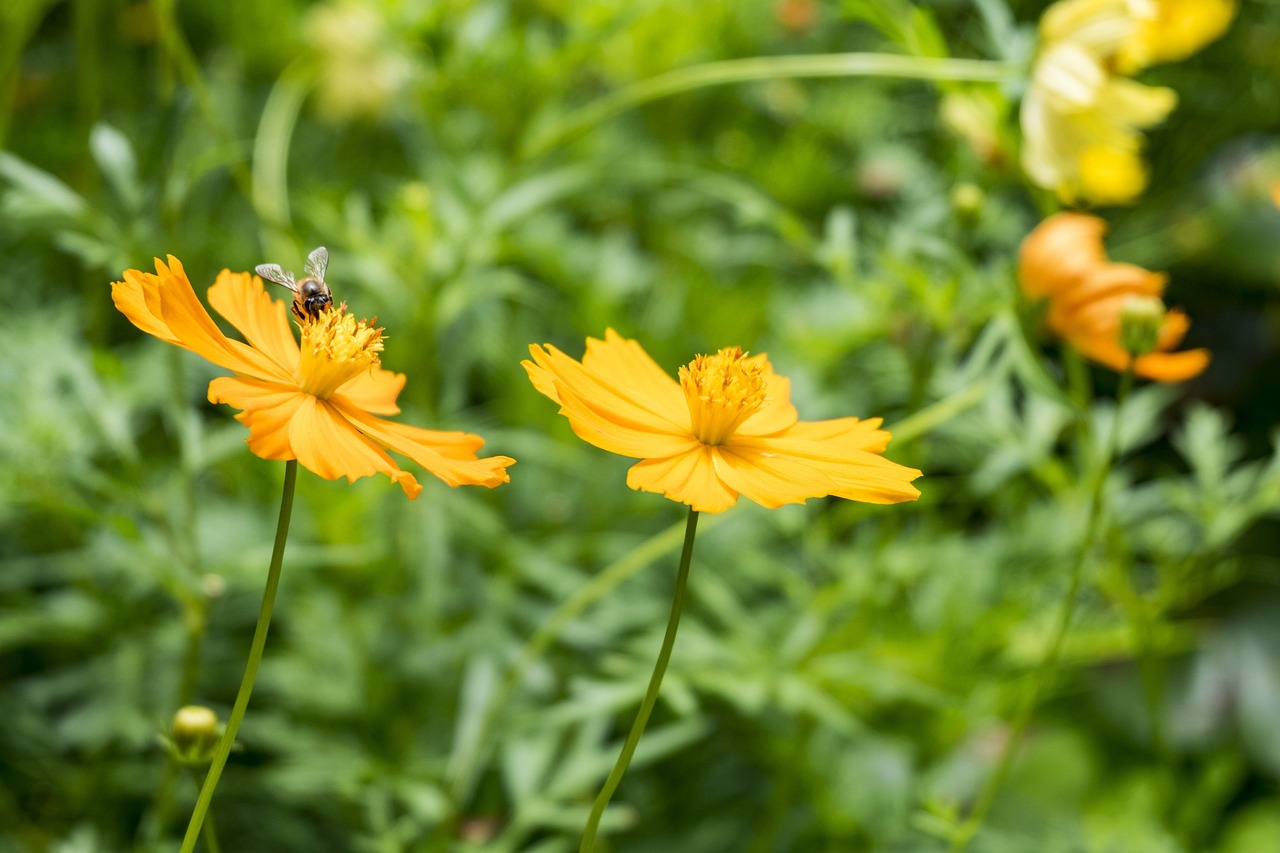 Blumen Mit Insekten Baum Busch Kostenloses Foto auf Pixabay Pixabay