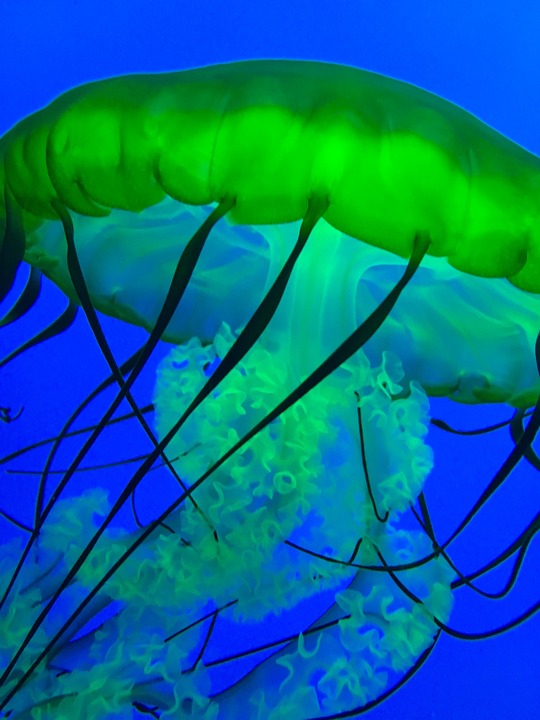 medusa-pez-oceano-foto-gratis-en-pixabay