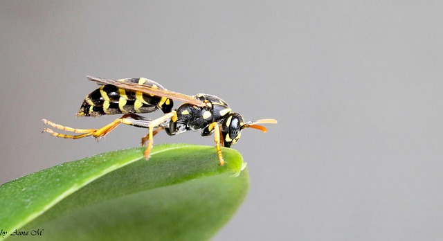 Free Wasp Insect photo and picture