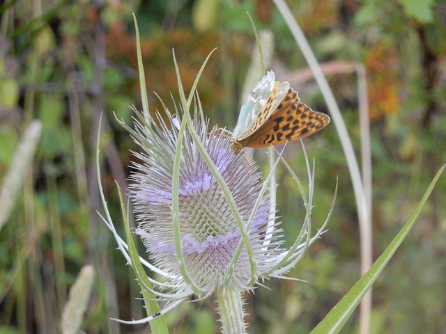 Free Thistle Flower Wallpaper photo and picture