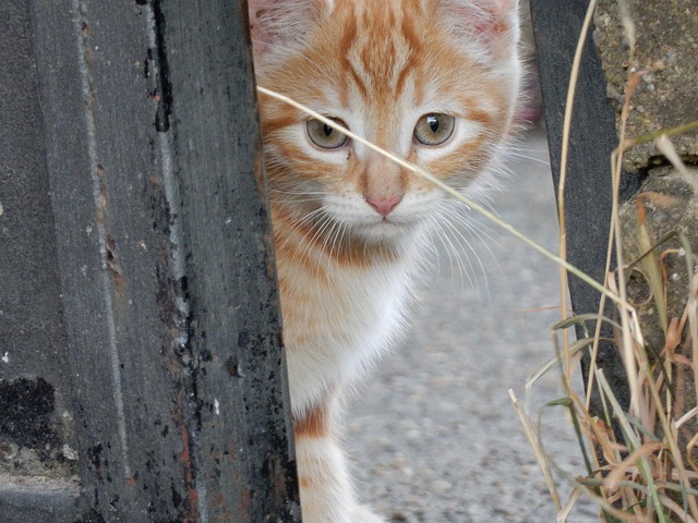 Free Cat Puppy photo and picture