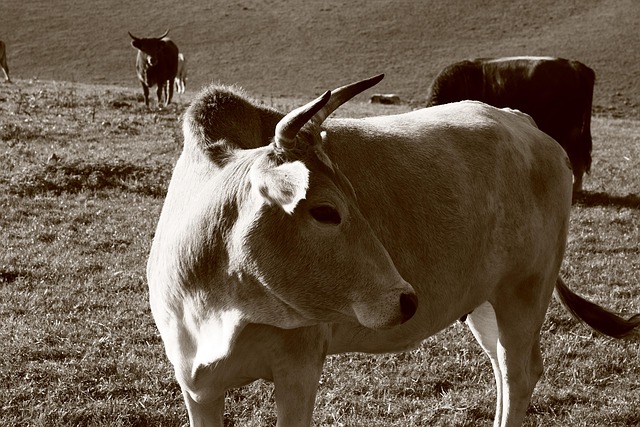 Free Zebu Lelkendorf photo and picture