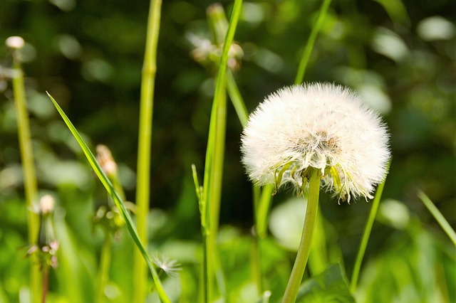 Free Summer Dandelion photo and picture