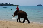 elephant, sea ​​shore, bathing beach