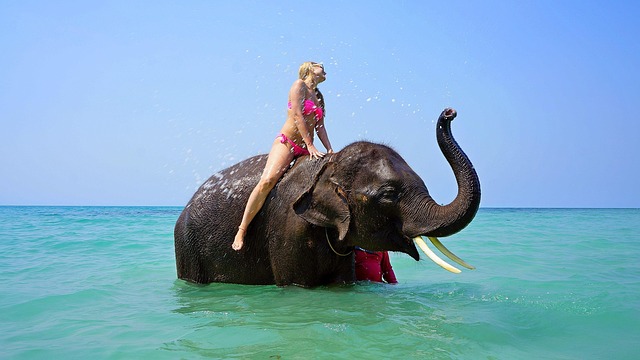 flying 2 bird Free · On Bathing Pixabay An Elephant photo Riding on Sea