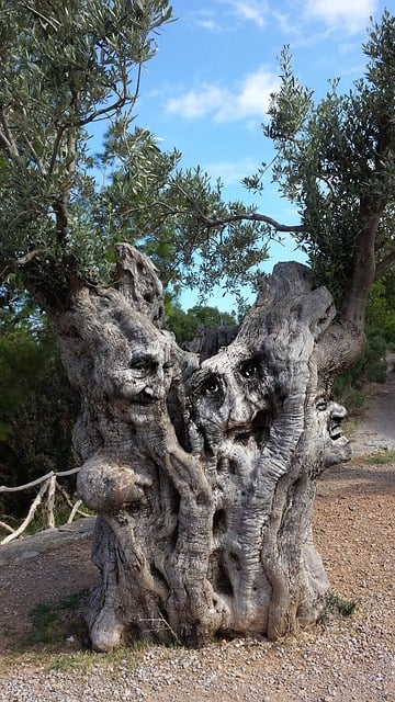 Free tree tree trunk faces illustration