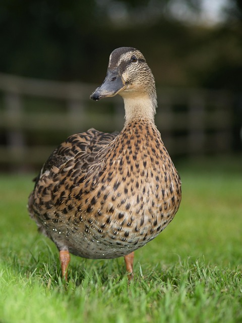 Free Duck Camping photo and picture