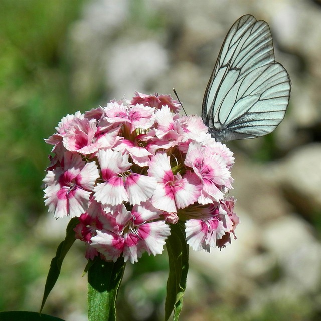 Free Nature Flower Background photo and picture