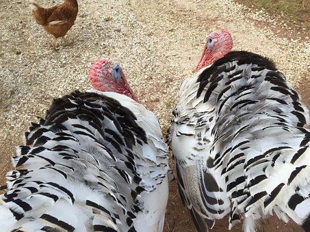 Free Turkeys Tom photo and picture