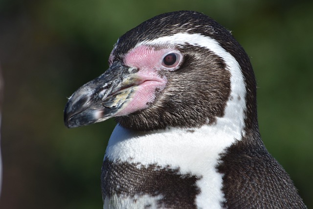 Free Penguin Swim photo and picture
