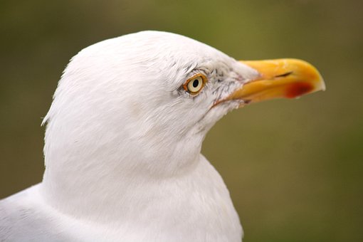 Gull, Bird, Nature, Fauna, Ornithology