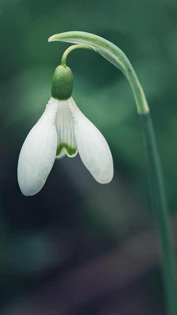 Free Snowdrops Flower photo and picture