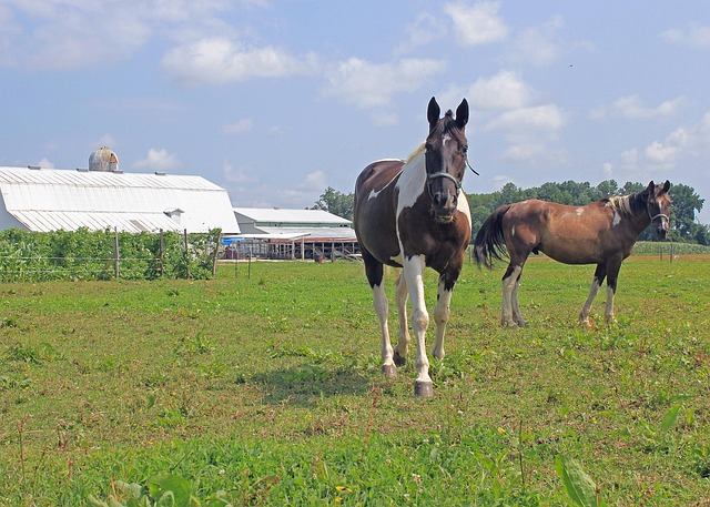 Free Farm Horses photo and picture