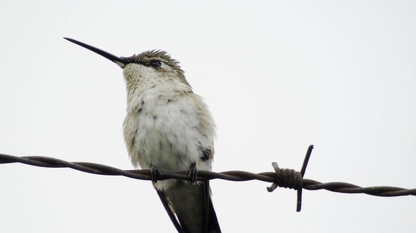 Free Bird Nature photo and picture