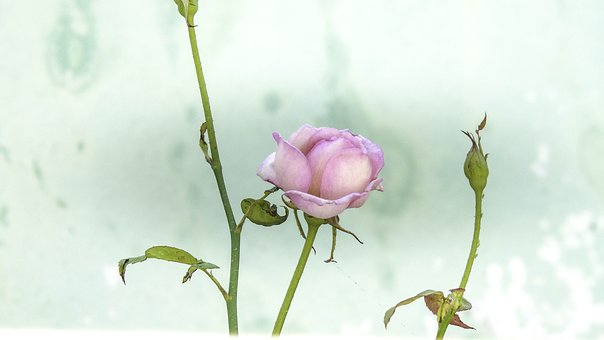 Free Flower Rose illustration and picture