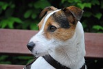 dog, terrier, small dog