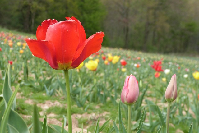 Free Flowers Nature photo and picture