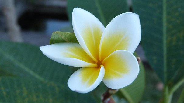 Bali, Bunga, Kemboja, Putih, Kuning
