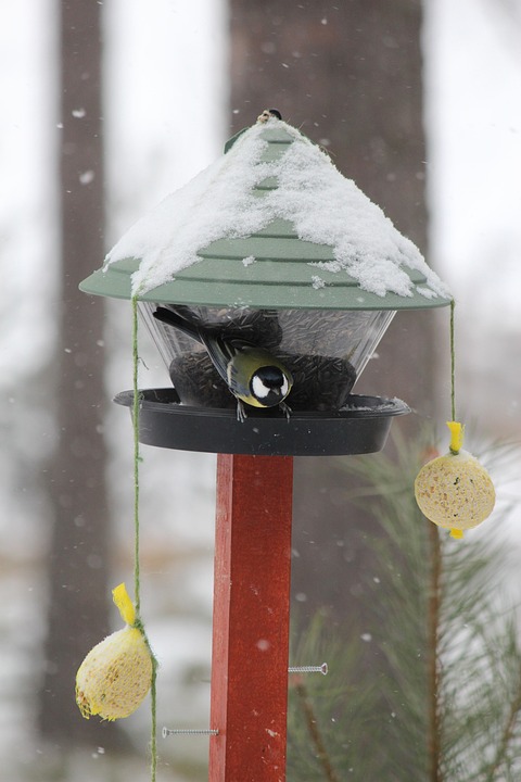 Feeding The Birds Winter - Free photo on Pixabay - Pixabay
