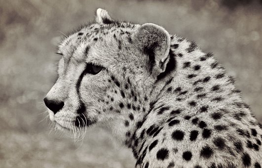 500 Gambar Cheetah Hewan Gratis Pixabay