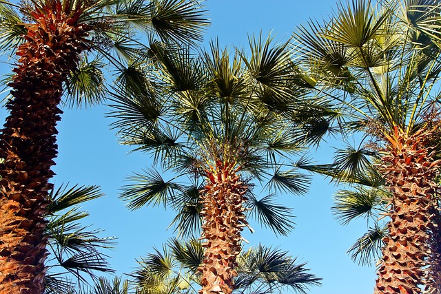Free Sky Palm photo and picture