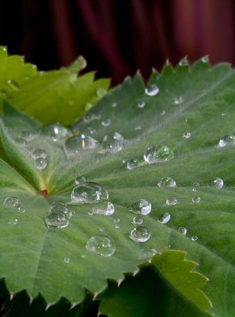 Free Leaf Water photo and picture