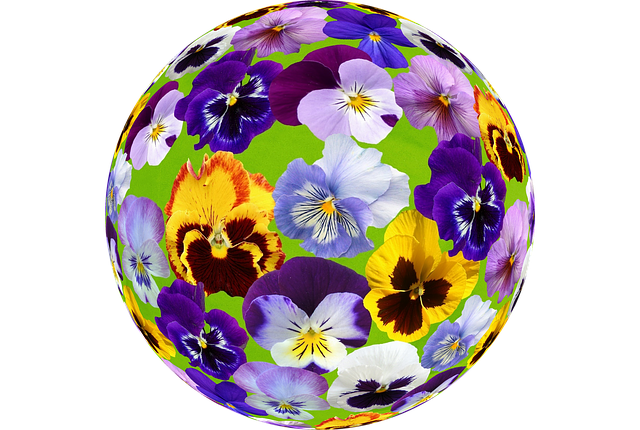 Primavera, Amor-Perfeito, Flor