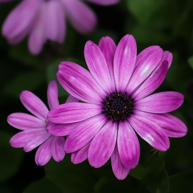 Free Flower Flower Background photo and picture
