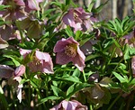 pink hellebore, pink lenten rose, lenten rose