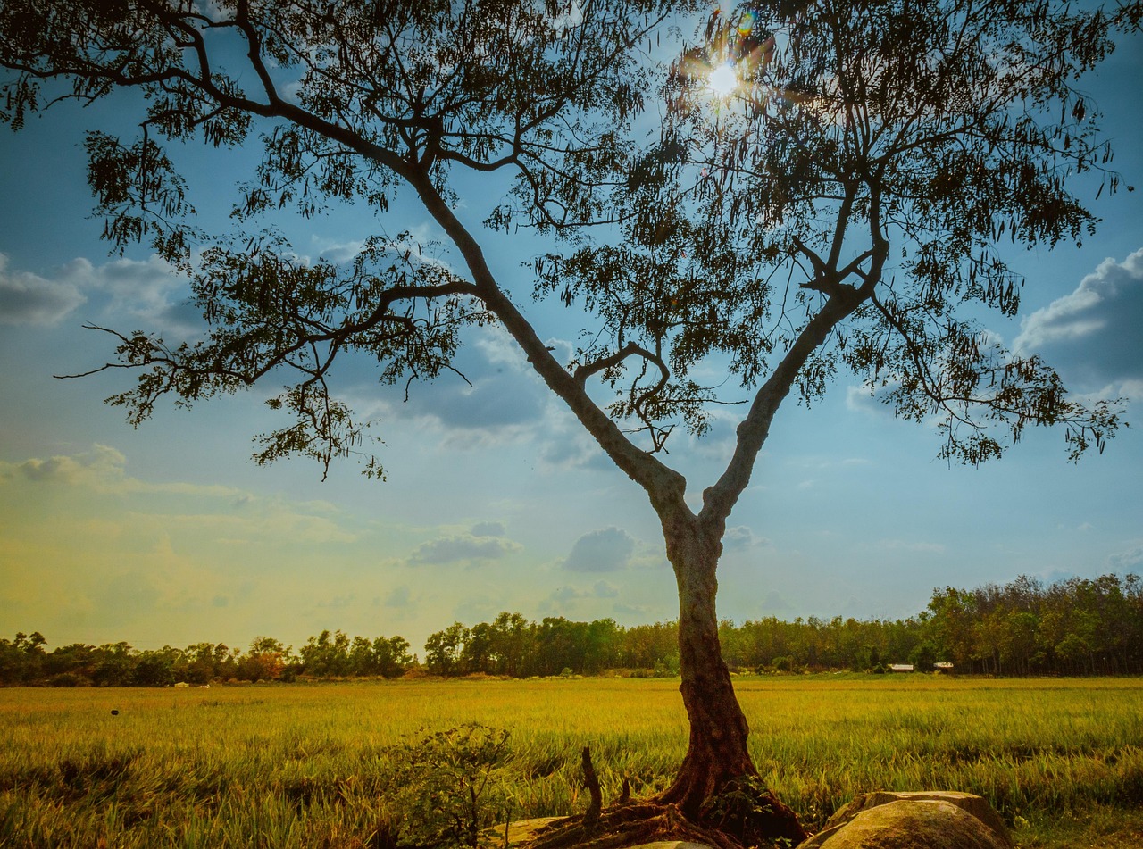 40000+ Farm Animation & ảnh Farm miễn phí - Pixabay